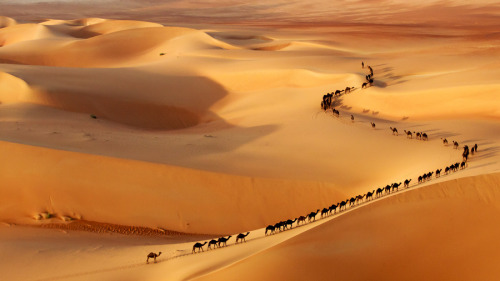 aerialandlandscapes:  Camel TrainSource: https://imgur.com/Wwzrx