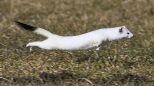 thecamcat: manafromheaven: thecutestofthecute: toastoat:i love stoats so much please help what are u
