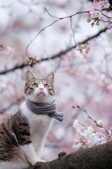 ivoryforest:  花見ねこ by zoohiko on Flickr. 