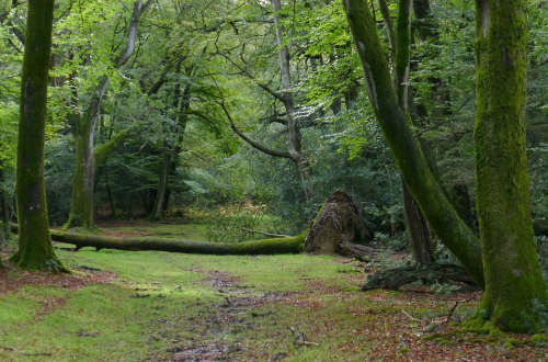 New Forest NP, Hampshire, England by east med wanderer