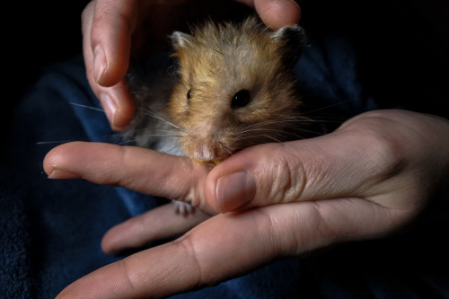 A tousled fluffy boy decided that being handled isn’t as bad as it seemed, oh joy!