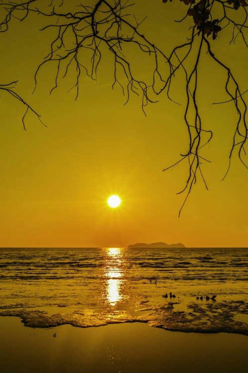 orchidaaorchid:  The sun … by tokboi 