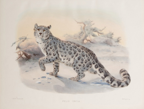 M.J. Wolf, A monograph of the Felidae or family of cats by Daniel Giraud Elliot, 1883. London. Via Teylers Museum.