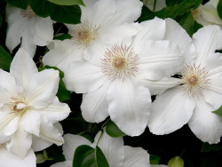 tangledwing:  White Clematis. They belong to a genus of about 300 species. Most, though not all of this climbing flower, are of Asian origin and tend toward shades of violet..
