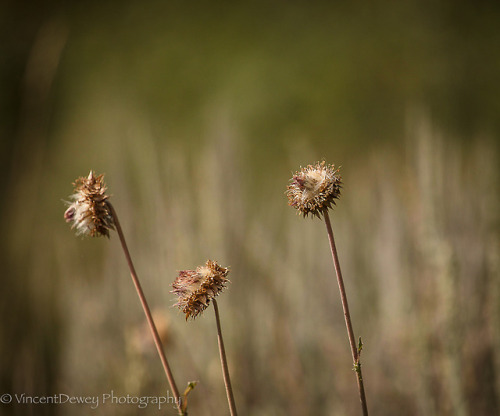 vincentdewey: Fall Vincent Dewey Photography