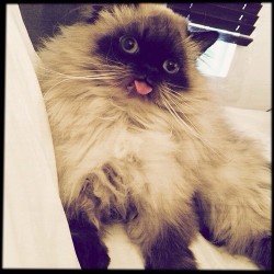 derpycats:  Baboo is such a derp-a-derp!!