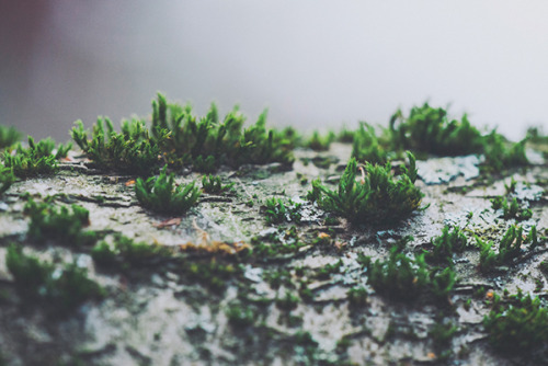 leebarguss:  Life on a Branch (by Nina Lindfors) 