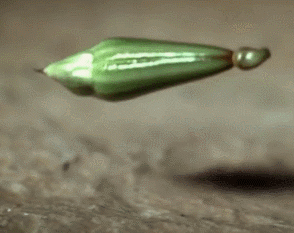 srsfunny:  How The Himalayan Balsam Tree Spreads Its Seedshttp://srsfunny.tumblr.com/ 