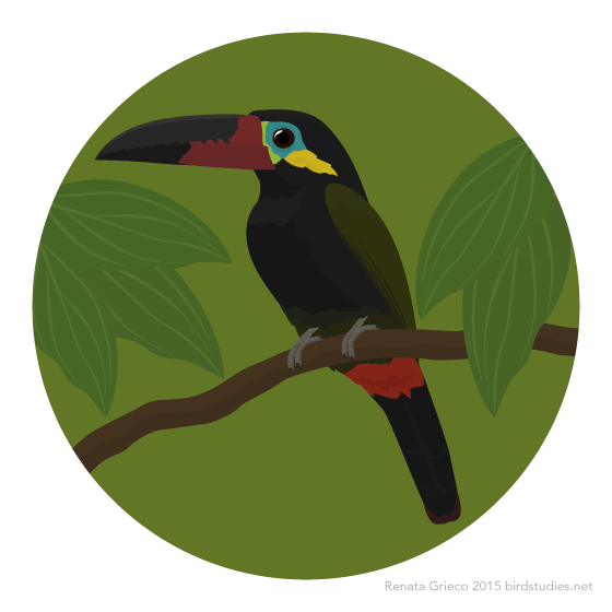 November 16, 2015 - Guianan Toucanet or Guyana Toucanet (Selenidera piperivora)
Requested by: @toucandad
These small toucans are found in northeastern South America, in Brazil, French Guiana, Guyana, Suriname, and Venezuela. They eat seeds, fruits,...