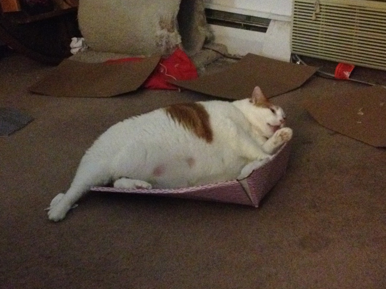 feedmerightmeow:  That box was not built for someone of Calvin’s girth. 