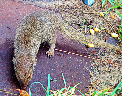 This is a juvenile mongoose at Shipwreck Beach on St. Kitts. They were brought here to control the s
