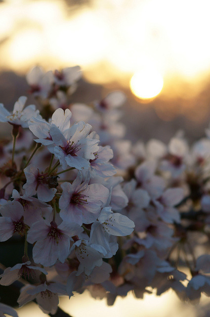 blooms-and-shrooms:  Sunset by peaceful-jp-scenery on Flickr.