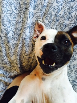 justdogrates:  Meet Quinten. He’s so smiley.