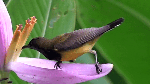  Olive-backed Sunbird “stealing” nectar from Musa ornata flowers, Yc Wee