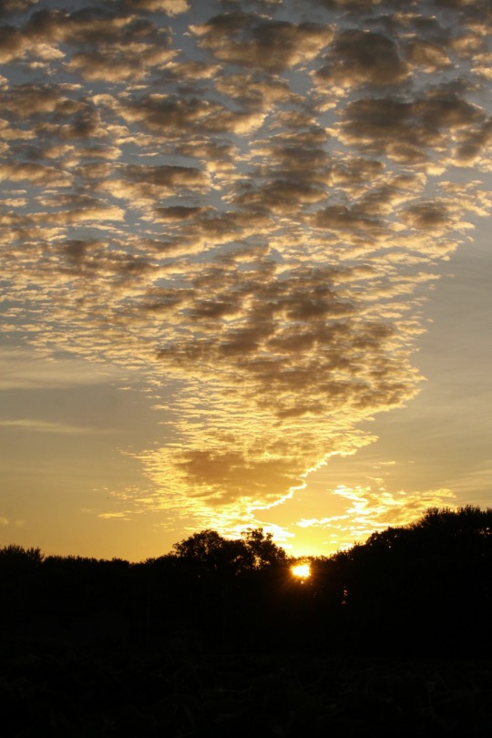Altocumulus castellanus (towering altocumulus)