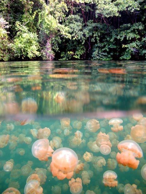 comedownstairsandsayhello:frecklesandink:momamiaaa:Jellyfish Lake in Palau. Apparently the jellies h