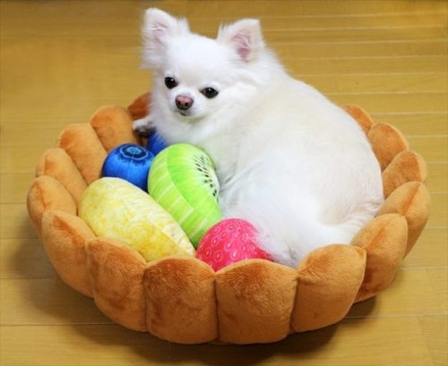 catsbeaversandducks: This deliciously adorable fruit tart bed. Via Grape Awwwssss