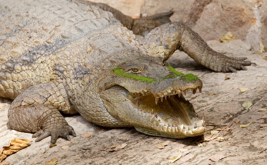 wapiti3: Nile crocodile  Paul Cools photos 