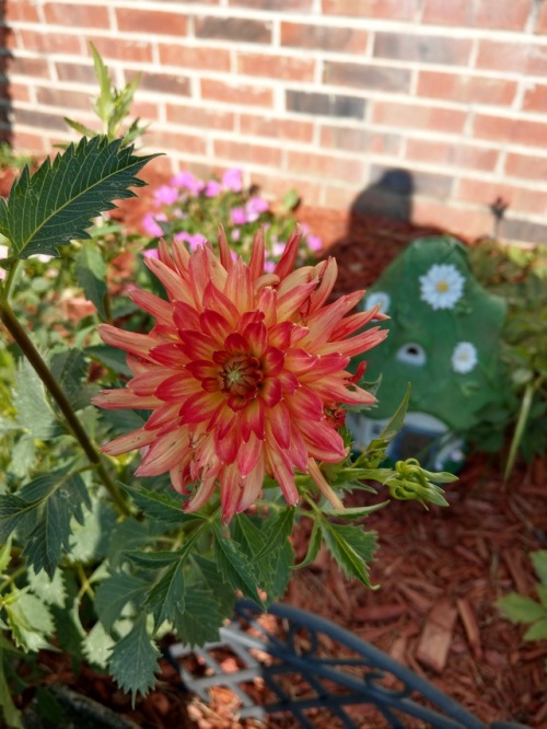 I planted dahlias this year and these are the first blooms.