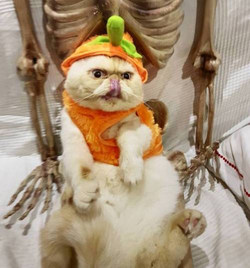 Happy Halloween from Me and Caligula the Angry pussy! #Caligula #cats #kitty #Persian #Halloween #ha
