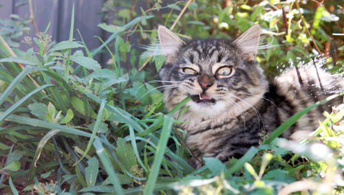 trohmans:bud eating some grass 