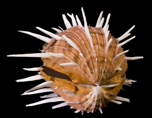 bettsplendens:astronomy-to-zoology:Thorny Oysters (Genus: Spondylus)Also known as spiny oysters or s