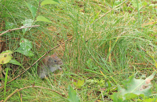 Bank vole/skogssork.