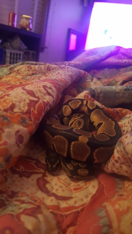 whatbitchh: Sebastian the sleepy snek.