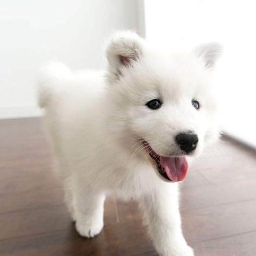 milkeu - castiel the samoyed