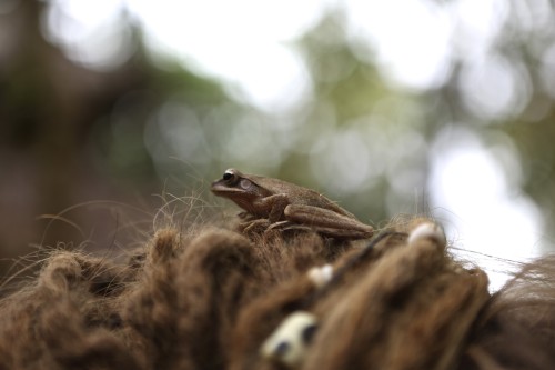 whitepeoplestealingculture:  wearewanderlusters:  New addition to the Clayzy house animals…and a new hair accessory  That frog is hunting for the roaches underneath all that matted hair.- Jess