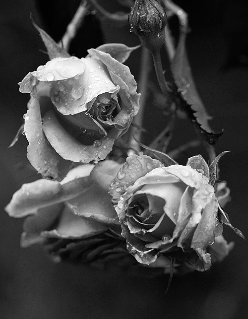 crescentmoon b & w
