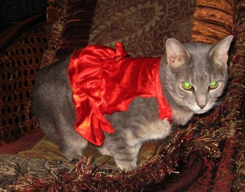 ohnopicturesofanothercat:Memories of my beloved but long-passed cat Storm dressed for Valentine&rsqu