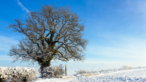 Lone Tree by Yorkshire Lad - Paul Thackray A local walk across the fields from Thorner to Bramham Pa