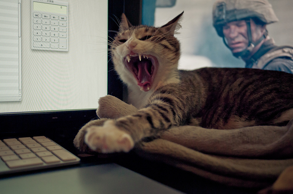 “Nooooo, don’t touch the grenade!!!!” - says War Veteran Kitty.
Photo by ©Sicca The Cat
