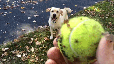 bewwbs:onegirlfourlives:thecutestofthecute:onlylolgifs:That dog loves leaf pilesThis is pure happine