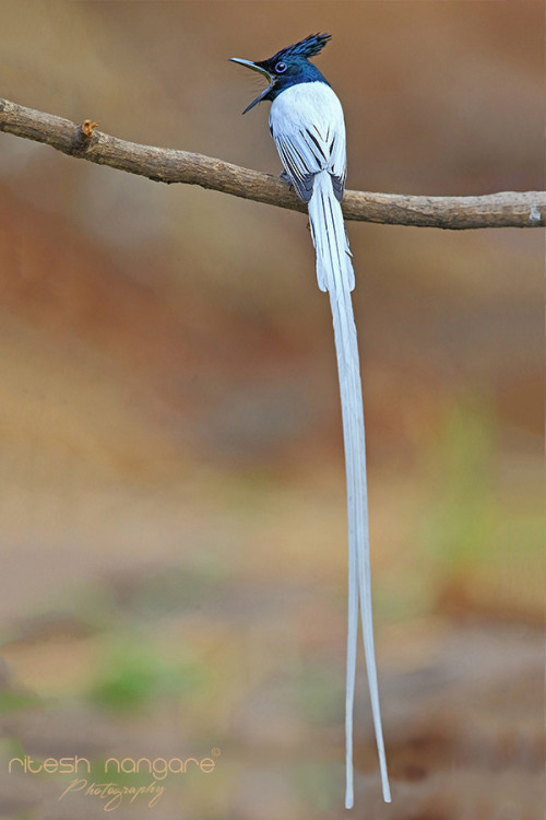 fairy-wren:(via 500px / Calling Tail’s………….. by Ritesh Nangare)*Asian Paradise Flycatcher