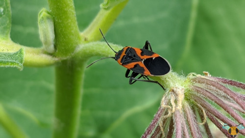 Small Milkweed Bug - Lygaeus kalmiiWith Tuesday’s insect still fresh on our minds (Happy Valentine’s