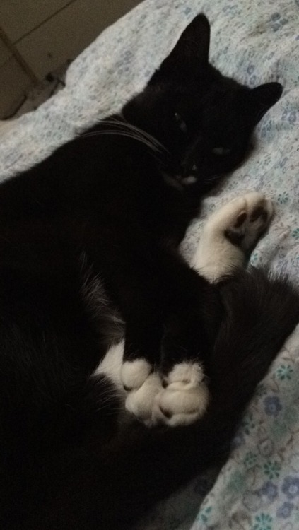 woodymccree:Happy black cat appreciation day!! This wittle baby passed away in January but there is 
