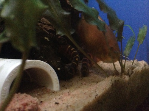 Now back to your regularly scheduled dose of loach