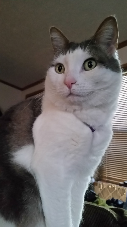 itsubun: Look at how pretty and fat Raile’s cat is!!!