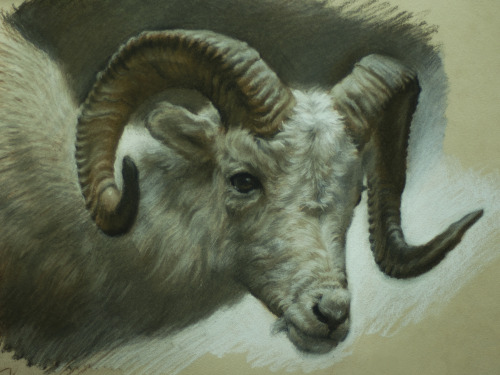 Dall Sheep - pastel &amp; charcoal 9x12″ -done at the Field museum Chicago 