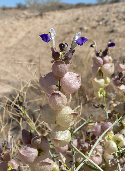 plant-a-day:  Photos courtesy of Stan Shebs (1, 2, 3) Salazaria mexicana aka Mexican Bladdersage or Paperbag Bush. Family Lamiaceae. Native to southwestern North America (distribution map). Hardy in zones 9-11. 