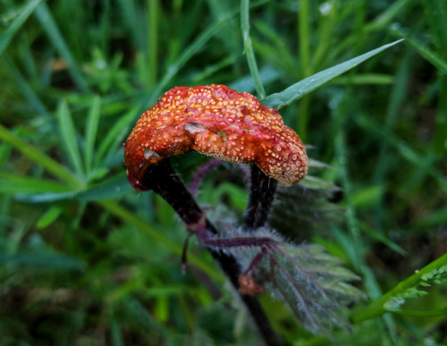Puccinia urticata on Urtica dioicaIt’s hard to walk by banks covered in common nettle without 