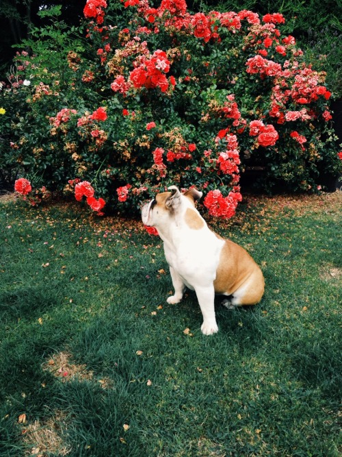 boneralchemist:  How to tell your dog has been listening to too much Lana Del Ray. 