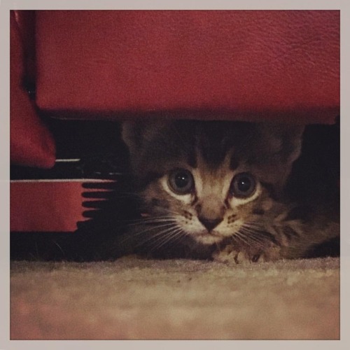 Our new baby. #Caturday
https://www.instagram.com/p/Bnd3p9oHL3r/?utm_source=ig_tumblr_share&igshid=1naiqdbuahxry