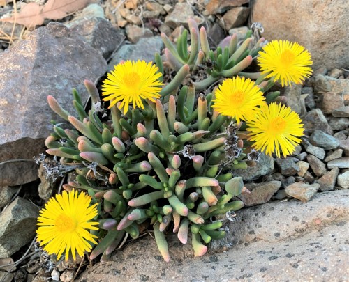 Hereroa tenuifoliaThis small finger-leaved mesemb (as members of the Ice Plant Family are known) is 