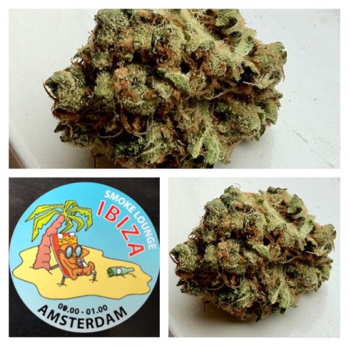 Best weed at Coffeeshop IBIZA Amsterdamwww.coffeeshopibiza.com #weed #amsterdamcannabis #amsterdam