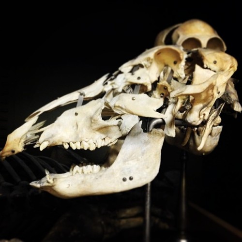 thebrainscoop:Exploded skull of a common warthog (Phacochoerus africanus), Somaliland. Early 20th ce