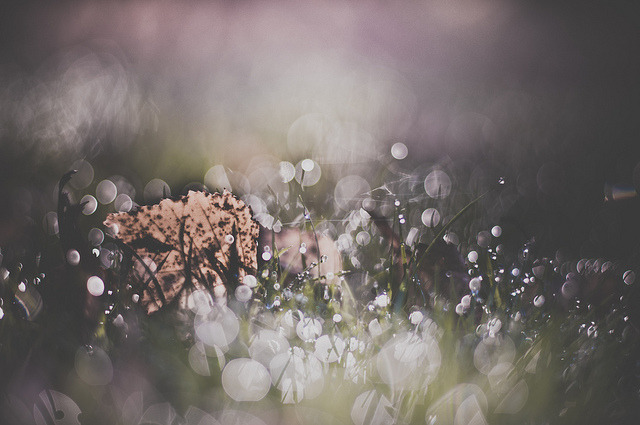 serendipity-precious:  One last stand by Paisley patches (coming and going) on Flickr.