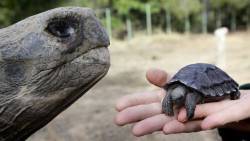 currentsinbiology:  Baby Tortoises Show Up In The Galapagos For The First Time In Over A Century There hadn’t been one single baby tortoise sighting in more than a  century on the Galapagos Island of Pinzon, until a small group of the  tiny, shelled
